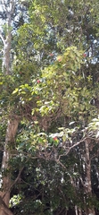 Syzygium hodgkinsoniae