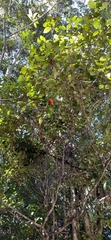 Syzygium hodgkinsoniae