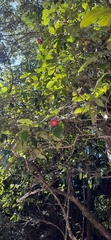 Syzygium hodgkinsoniae