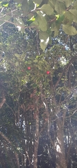 Syzygium hodgkinsoniae