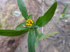 Melampodium strigosum