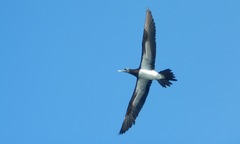 Sula leucogaster brewsteri