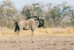 Connochaetes taurinus