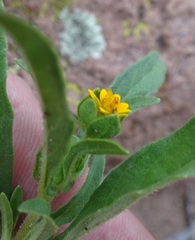Melampodium strigosum