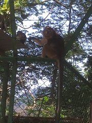 Macaca fascicularis