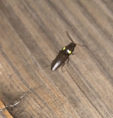 Deilelater physoderus