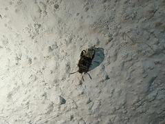 Penthobruchus germaini