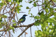 Lamprotornis chalcurus