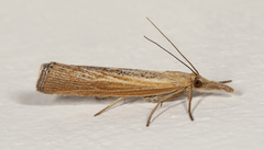 Pediasia dorsipunctellus