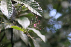 Comparettia falcata