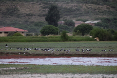 Himantopus mexicanus melanurus