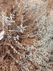 Brickellia nevinii