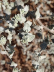 Brickellia nevinii