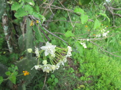 Funastrum pannosum
