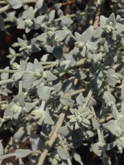 Brickellia nevinii