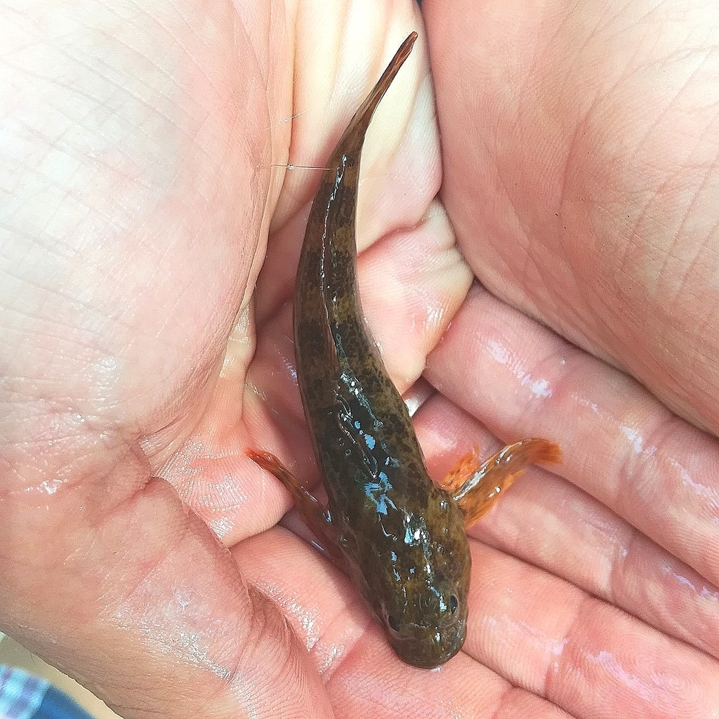 Alpinocottus szanaga
