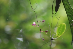 Comparettia falcata