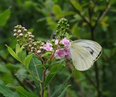 Pieris dulcinea