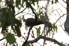 Streptopelia hypopyrrha