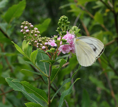 Pieris dulcinea