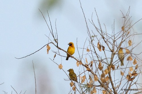 Heuglin's Masked-Weaver