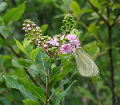 Pieris dulcinea