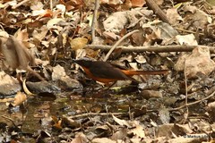 Cossypha albicapillus