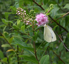 Pieris dulcinea