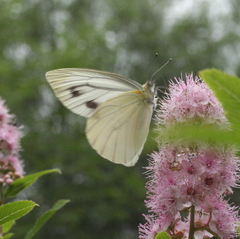 Pieris dulcinea