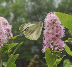 Pieris dulcinea