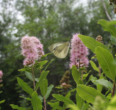 Pieris dulcinea