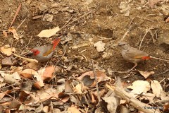 Pytilia hypogrammica