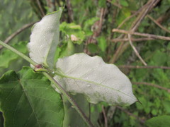 Funastrum pannosum
