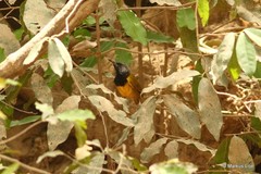Hypergerus atriceps