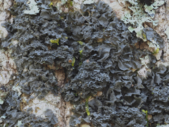 Scytinium dactylinum