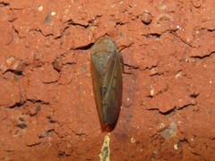Polana quadrinotata