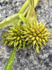 Sparganium angustifolium