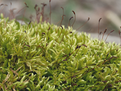 Brachythecium laetum