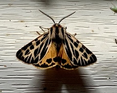 Apantesis obliterata