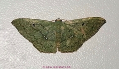 Zalissolepis subviolaria