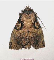 Ophitis