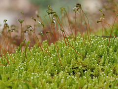 Calliergonella cuspidata cuspidata