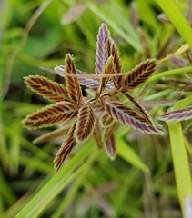 Cyperus bipartitus
