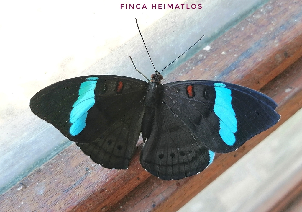 Hewitson's Olivewing