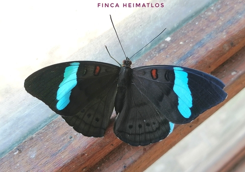 Hewitson's Olivewing