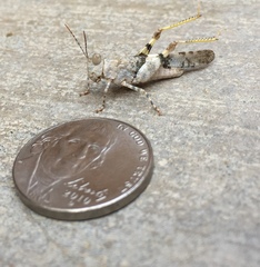 Trimerotropis salina