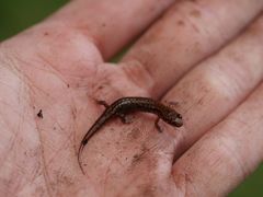 Desmognathus wrighti