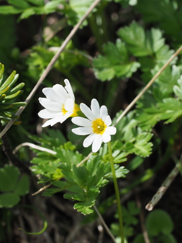 Primula nipponica iNat (3)