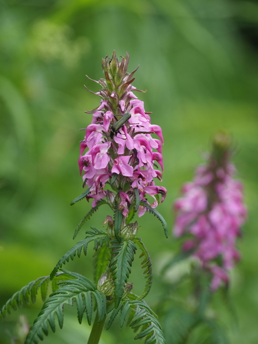 Pedicularis japonica · iNaturalist