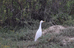 Bubulcus ibis